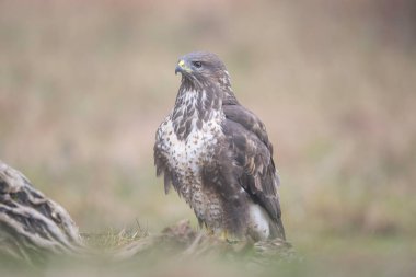 Ağaçkakan ve akbabayı beslerken kuşlar uçuyor.