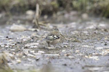 Photoshoot oturumu sırasında uçan kuşları fotoğraflamak