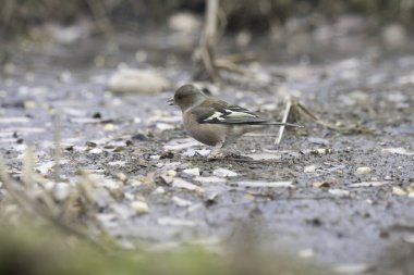 Ağaçkakan ve akbabayı beslerken kuşlar uçuyor.
