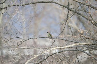 Ağaçkakan ve akbabayı beslerken kuşlar uçuyor.
