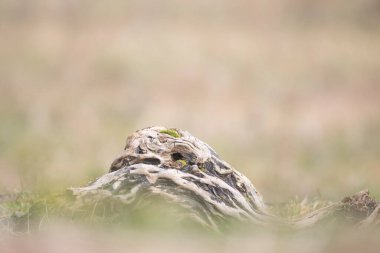Yemek sırasında doğadaki kuşlar.