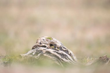 Yemek sırasında doğadaki kuşlar.