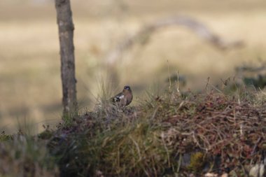 kırmızı - kuyruklu geyik (cycycyus rusiruus )