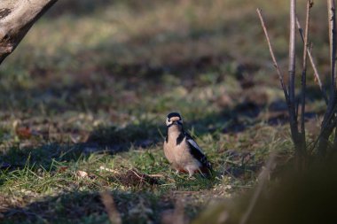 Ağaçkakan ve akbabayı beslerken kuşlar uçuyor.