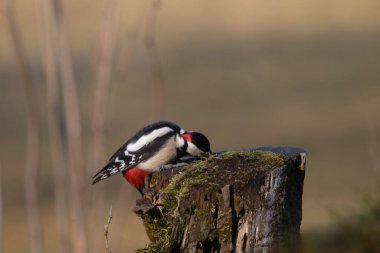 Hollanda 'da kırmızı boğazlı ağaçkakan (dendrocopos major)