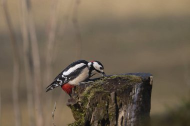 Ağaçkakan ve akbabayı beslerken kuşlar uçuyor.