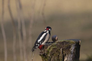 Doğal ortamdaki Avrasya tımarhanesi, kapatın.