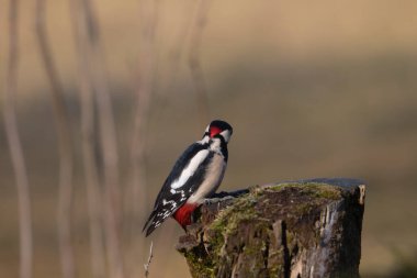 Ağaçkakan ve akbabayı beslerken kuşlar uçuyor.