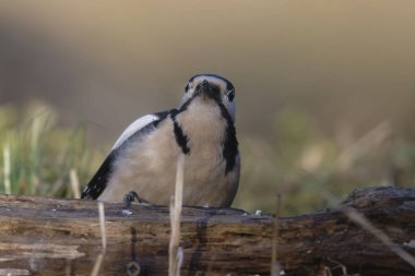 Ağaçkakan ve akbabayı beslerken kuşlar uçuyor.