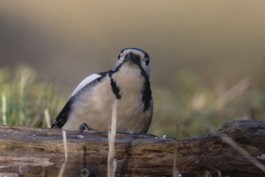 Ağaçkakan ve akbabayı beslerken kuşlar uçuyor.