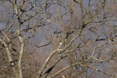 Ağaçkakan ve akbabayı beslerken kuşlar uçuyor.