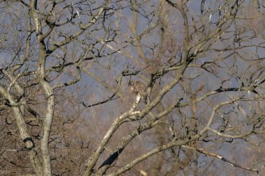 Ağaçkakan ve akbabayı beslerken kuşlar uçuyor.