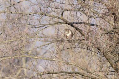 Büyük gri baykuş doğada