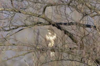 Karlı güzel ağaç dalları