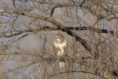 Ağaç dalları, doğa bitki örtüsü.