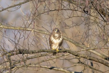 Yaygın Şahin, Buteo buteo