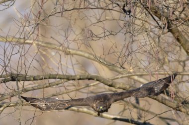 Ağaç dalına tünemiş bir kuş