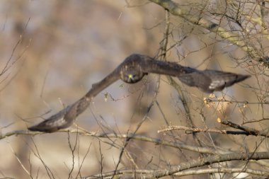 Siyah - Göbekli baykuş, havada uçan lobuotorta, Kanada