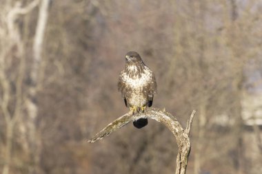 Kel bir kartalın portresi (aeetus leulocephalus )