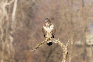 Yaklaş - ormanda bir ağaç dalına tünemiş yetişkin bir kel kartalın (aeetus leucocephalus).