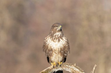 Yaygın akbaba (Buteo buteo )