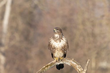 common buzzard in the forest