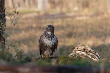 siyah - kuyruklu kartal (haliaeetus leucophalus) doğada