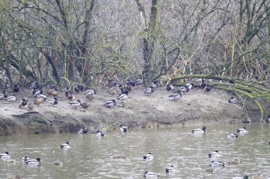 Gölde ördekler, İspanya