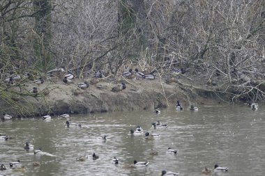Nehirde bir ördek sürüsü