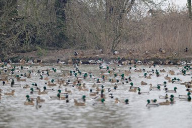 Orman nehrinde yüzen yaban ördeği. Doğa ve hayvanlar.
