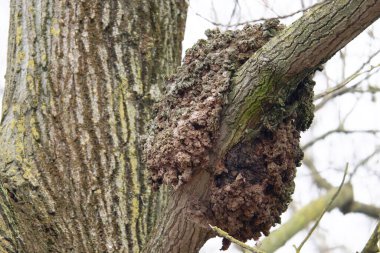 Bir ağaç yuvasının yakın plan çekimi.