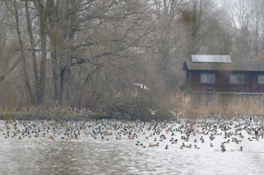 Nehirdeki ördek sürüsü