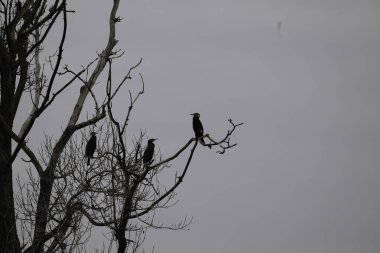 Kışın ağaçtaki siyah karga