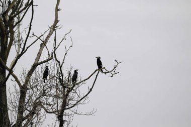 Parktaki bir grup kuş.
