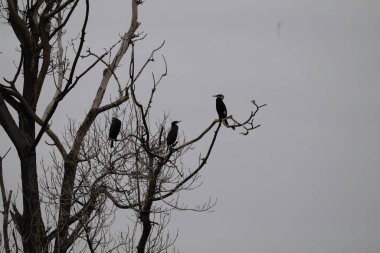 Kışın bir kuş sürüsü