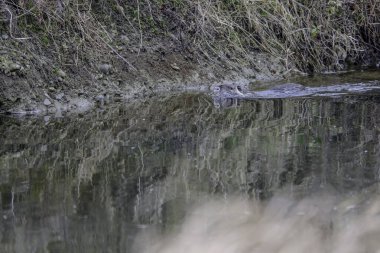 Deresi olan bir nehir.