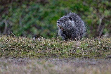 marmot in the alps clipart