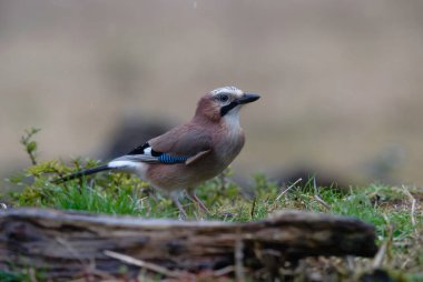 Yolcu: e uccelli di bosco