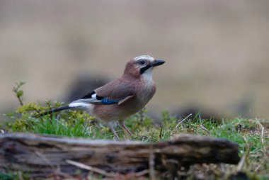 Yolcu: e uccelli di bosco
