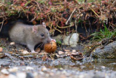 Yolcu: e uccelli di bosco