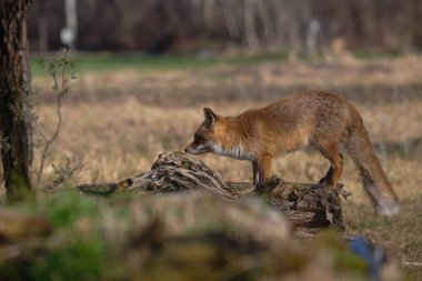 Uccellini e passeri in volo ,poiana picchio verde