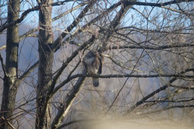 Uccellini e passeri in volo ,poiana picchio verde
