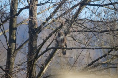 Uccellini e passeri in volo ,poiana picchio verde