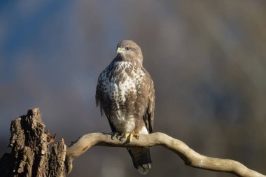 Uccellini e passeri in volo ,poiana picchio verde
