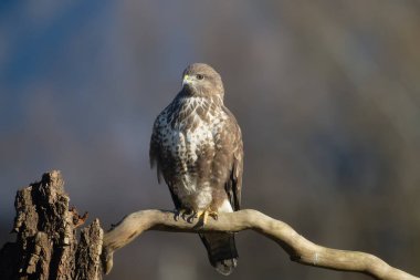 Uccellini e passeri in volo ,poiana picchio verde