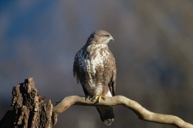 Uccellini e passeri in volo ,poiana picchio verde