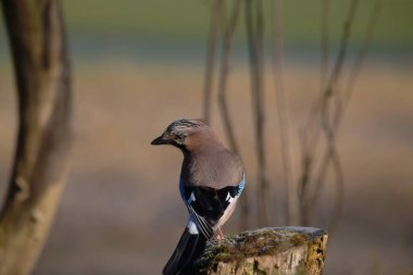 Uccellini e passeri in volo ,poiana picchio verde