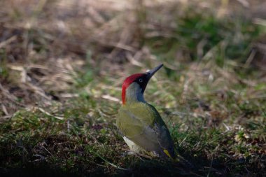 Uccellini e passeri in volo ,poiana picchio verde