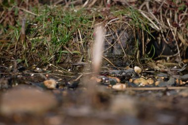 Uccellini e passeri in volo ,poiana picchio verde