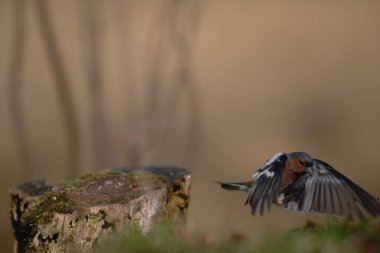 Uccellini e passeri in volo ,poiana picchio verde